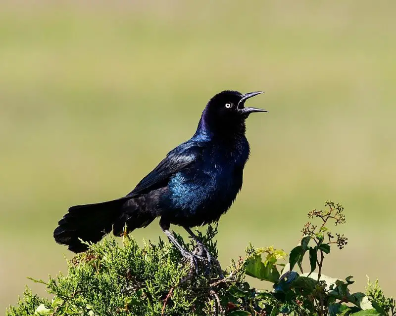 A Guide to 7 Blackbirds Found in Michigan
