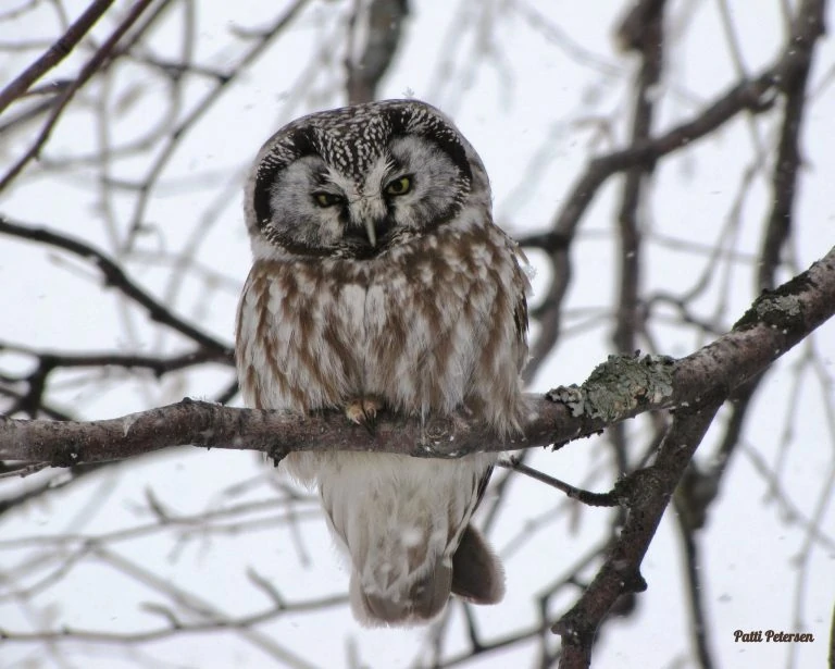 boreal-owl-cc-768x615-1-1 Cute Boreal Owl