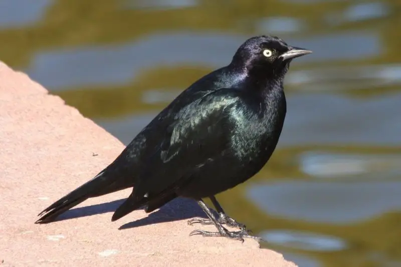 A Guide to 7 Blackbirds Found in Michigan