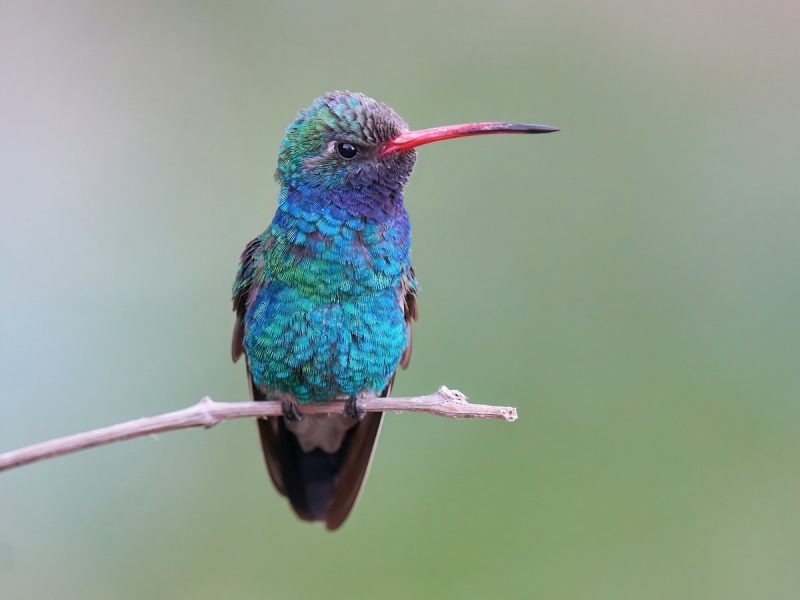 Hummingbirds in Mississippi