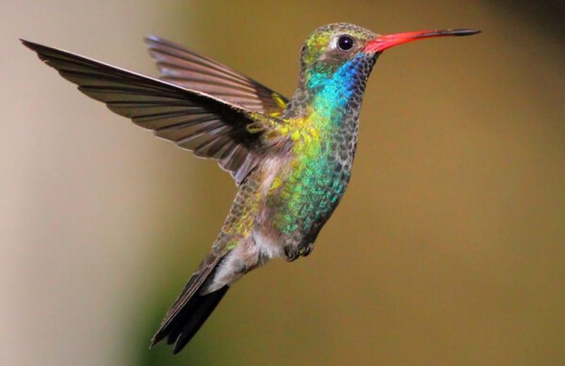 broad-billed-hummingbird-cynanthus-latirostris-800x518-1 8 colorful birds in ohio