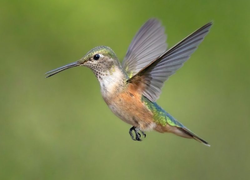 Hummingbirds in Illinois