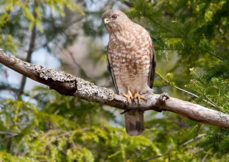 Hawks in Wyoming