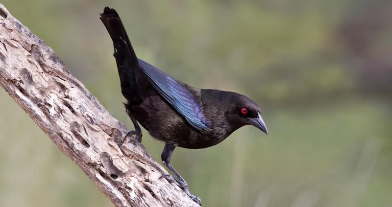 bronzed-cowbird-molothrus-aeneus-800x423-1 Blackbirds in Arizona