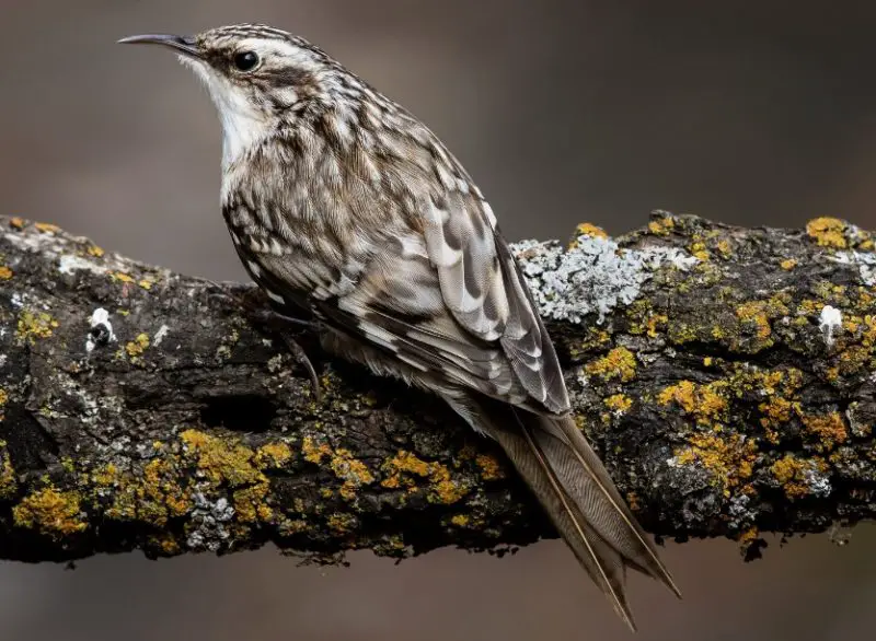 Backyard Birds in Connecticut