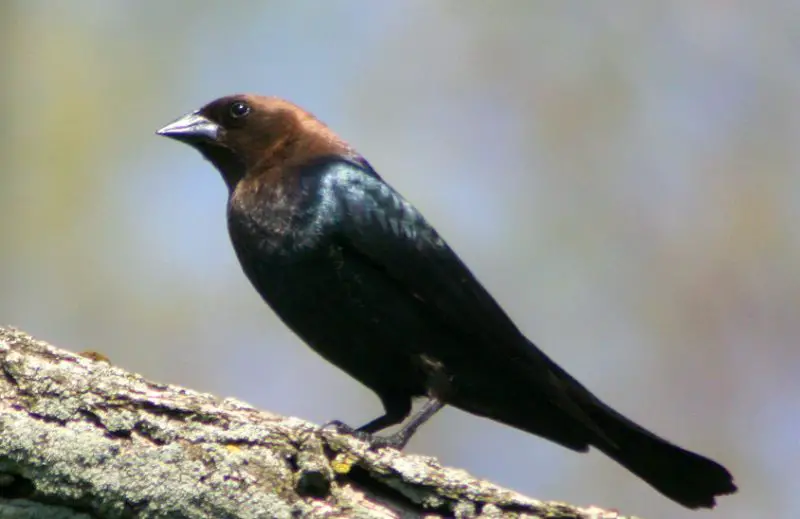 brown-headed-cowbird-800x519-1-1 Common Birds in Pennsylvania