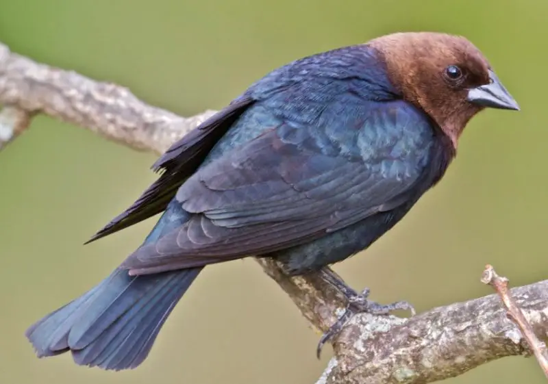 brown-headed-cowbird-800x561-1 Common Birds in Indiana