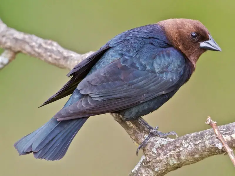 A Guide to 7 Blackbirds Found in Michigan