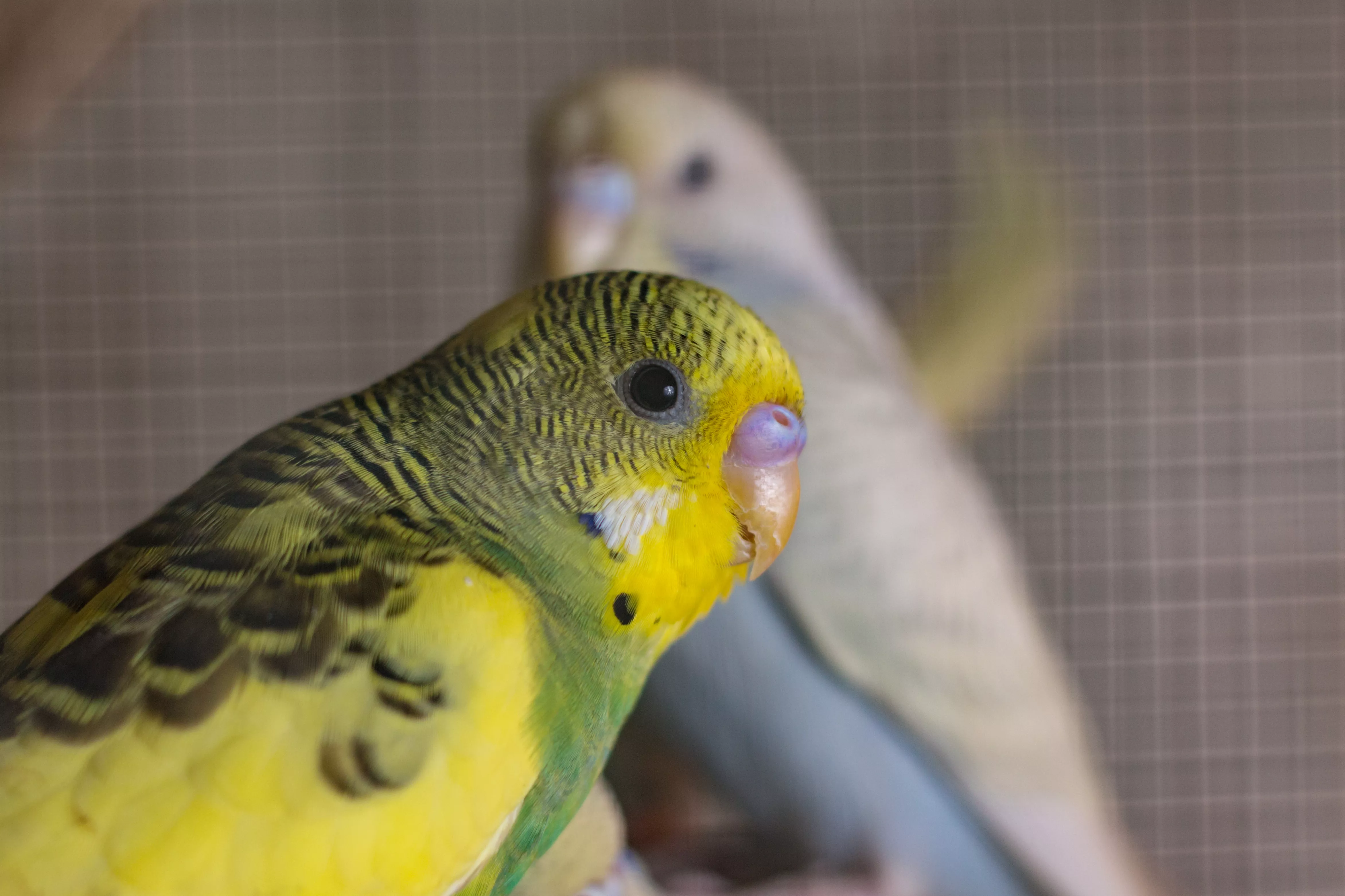 Budgerigar