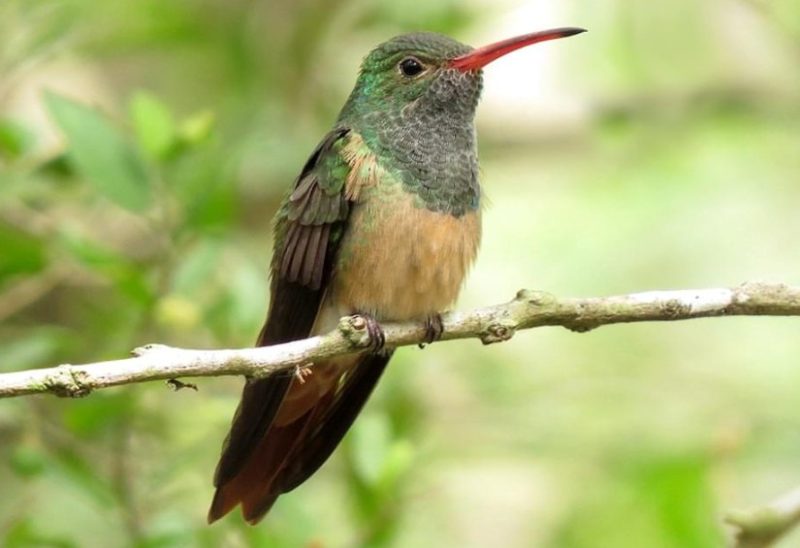 Hummingbirds in Mississippi