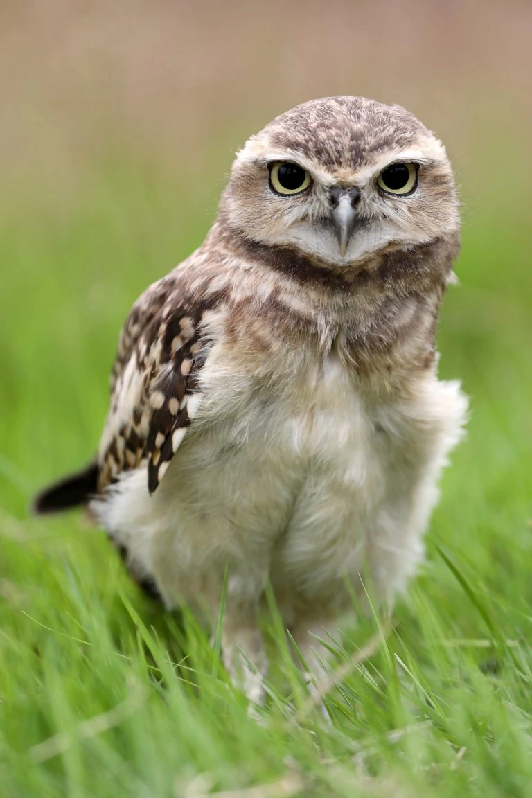 burrowing-owl-2-768x1152-1-1