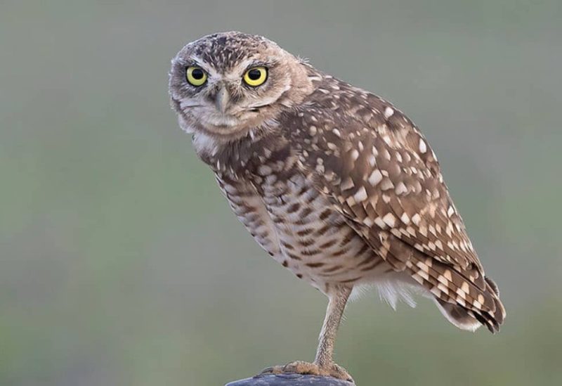 burrowing-owl-800x549-1 Birds of Prey in Texas