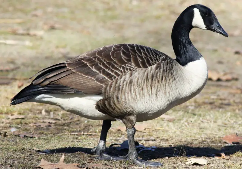 canada-goose-800x557-1 Common Birds in Indiana