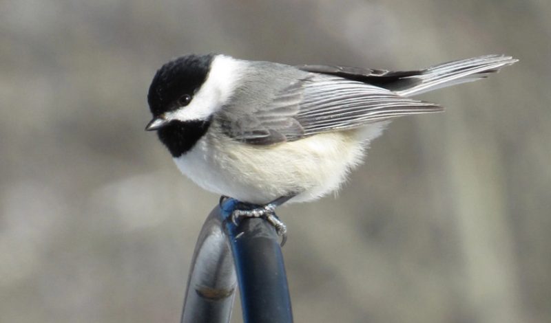 carolina-chickadee-800x470-1-1 Backyard Birds in South Carolina