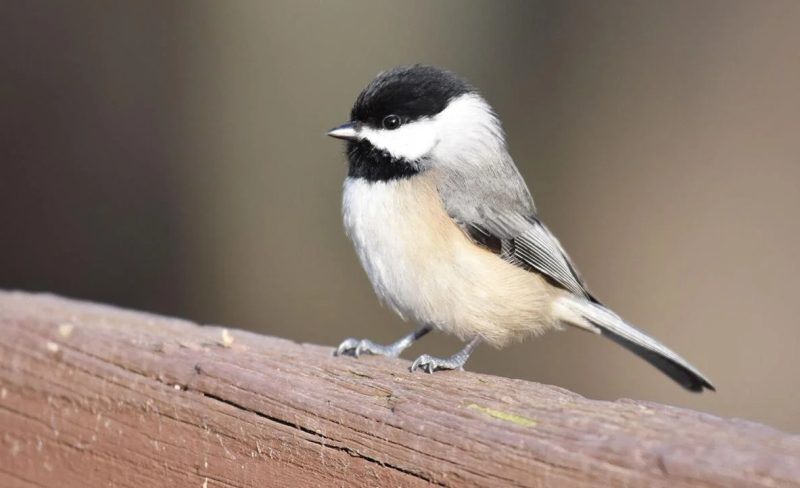 Common Birds in North Carolina