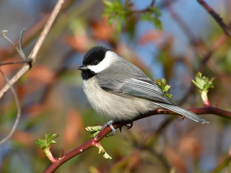 Gray Birds in Virginia