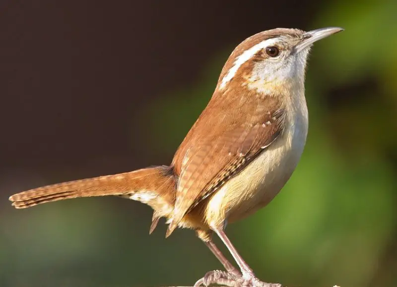 carolina-wren-800x579-1-2 Common Birds in Pennsylvania