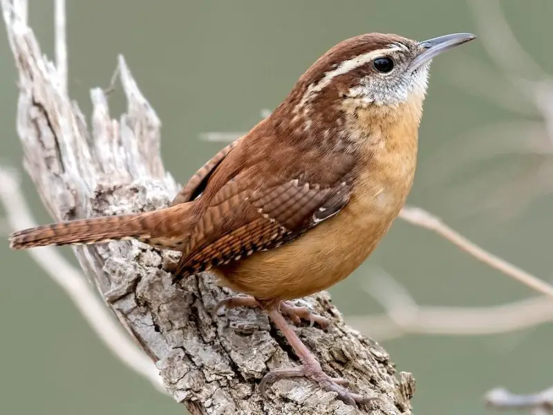 carolina-wren-thryothorus-ludovicianus-800x600-1 Common Birds in Indiana