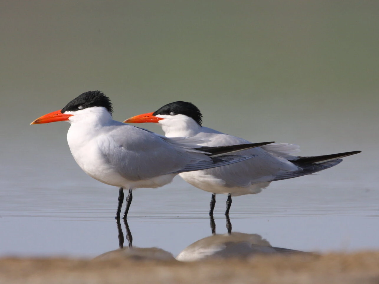 Caspian Tern Breeding adults (with crest slightly raised)