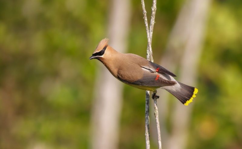 cedar-waxwing-1-800x494-1-3 Common Birds in Indiana