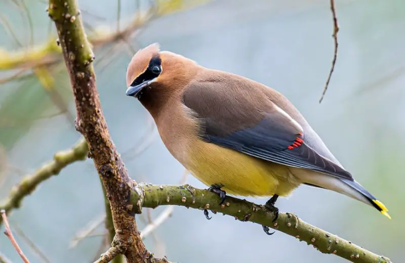 Common Birds in Iowa