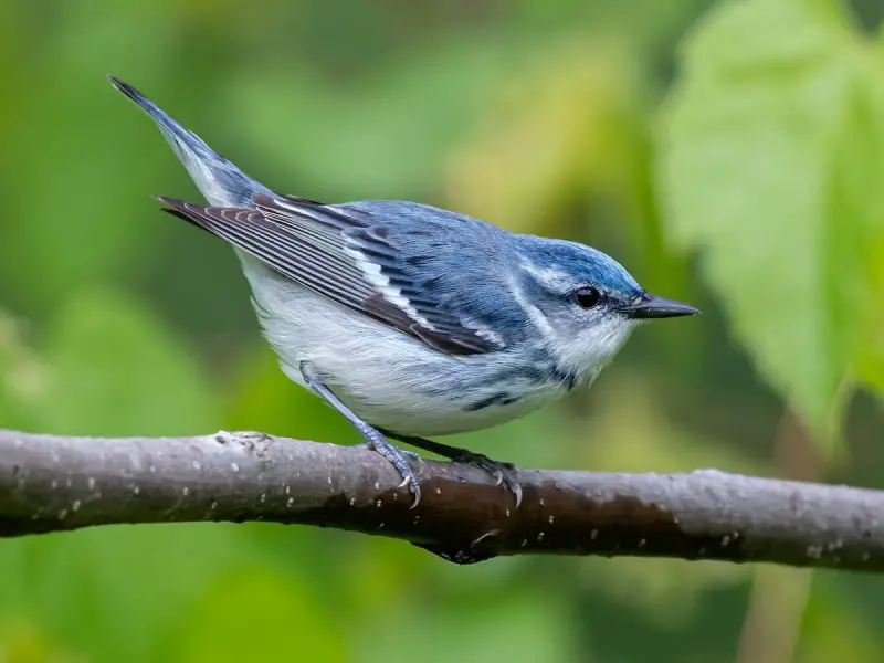 cerulean-warbler-setophaga-cerulea-800x600-1-3 Blue Birds in New Jersey
