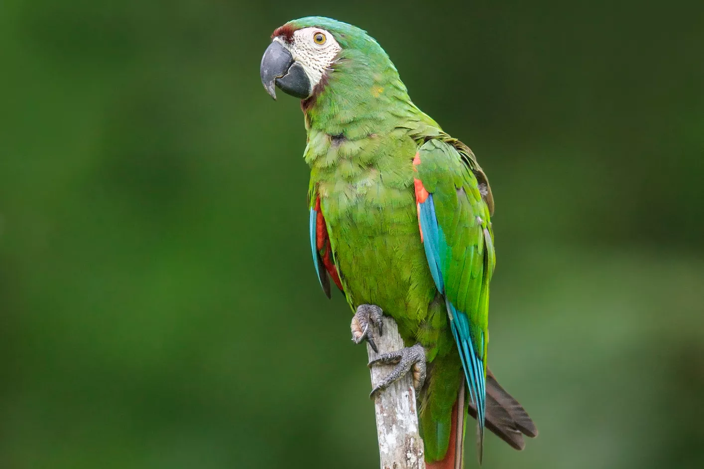 Chestnut-fronted macaw