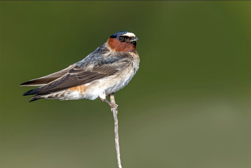 cliff-swallow-800x534-1-2 Blue Birds in New Jersey