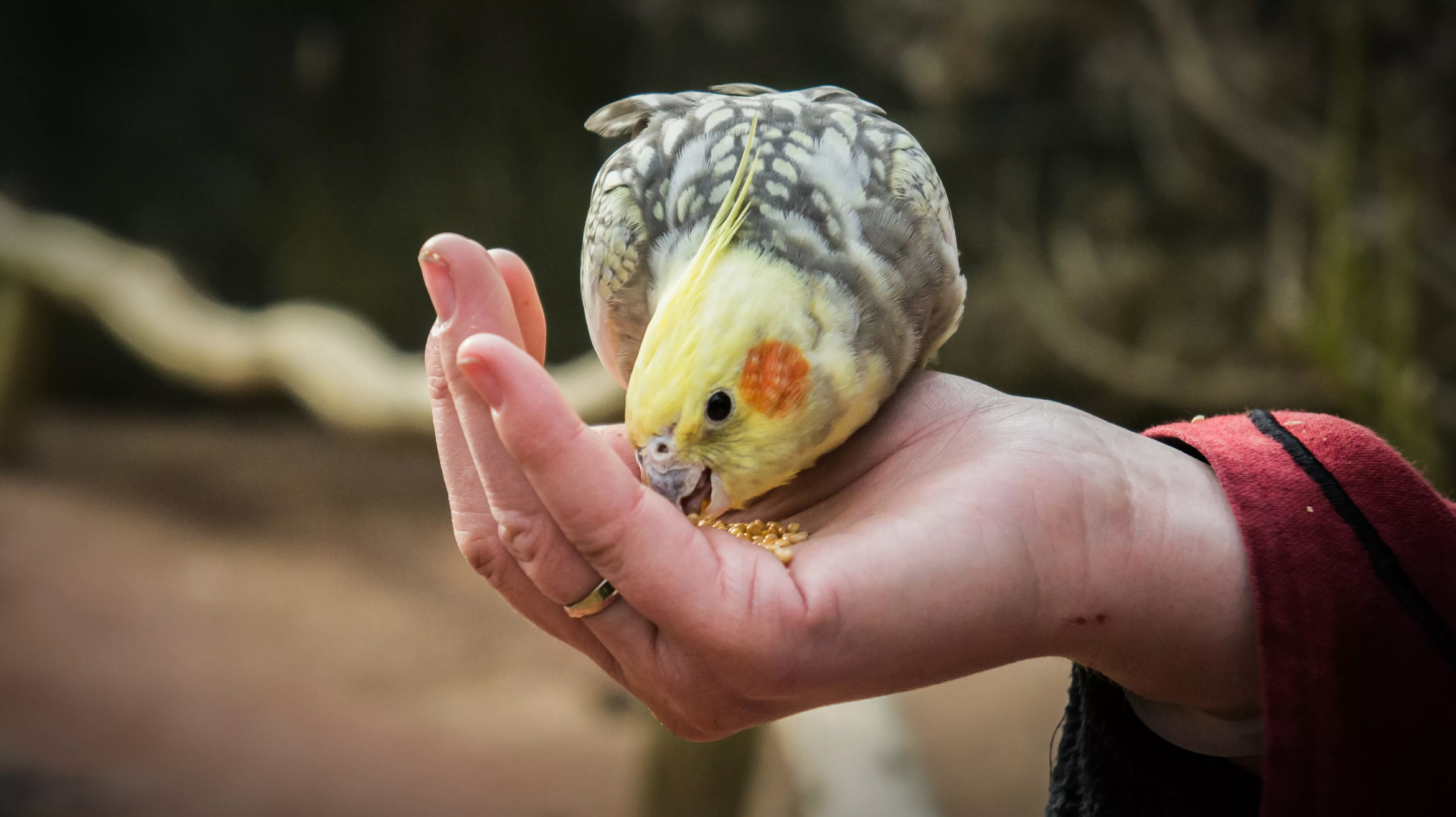 Close-Up Of Hand Holding Parrot