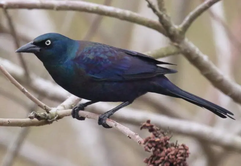 Common Birds in Iowa