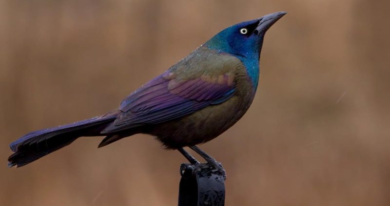 A Guide to 7 Blackbirds Found in Michigan