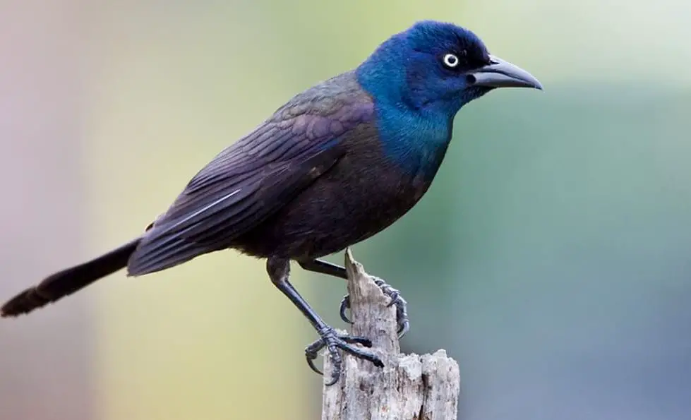 common-grackle Blue Birds in Indiana