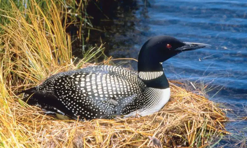 common-loon-800x479-1 Blue Birds in New Jersey