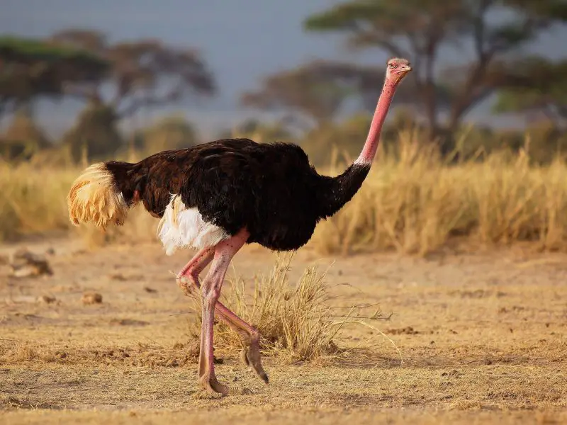 The 8 Different Types of Ostriches