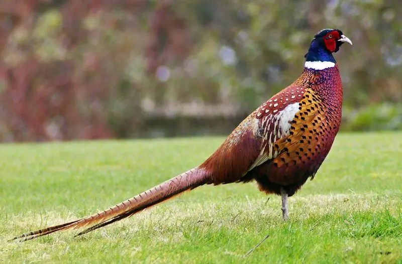 15 Fascinating Characteristics of Common Pheasant