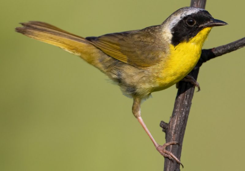 common-yellowthroat-800x560-1 bird with yellow belly in Texas