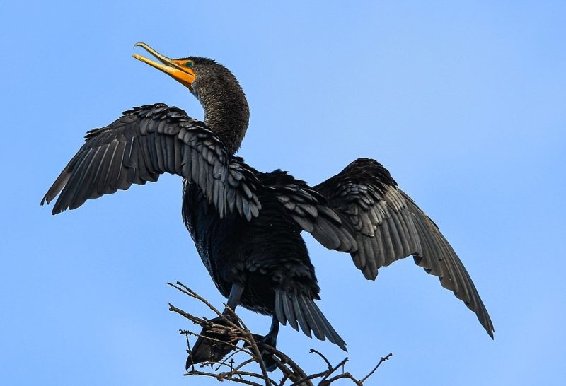 Cormorants