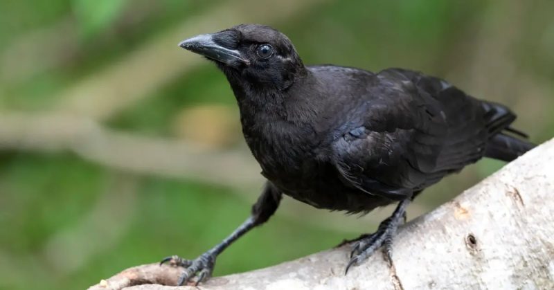corvidae-800x419-2 22 Fascinating Characteristics of Corvidae