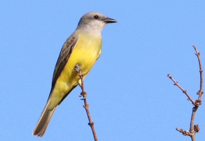 couchs-kingbird-800x548-1 bird with yellow belly in Texas