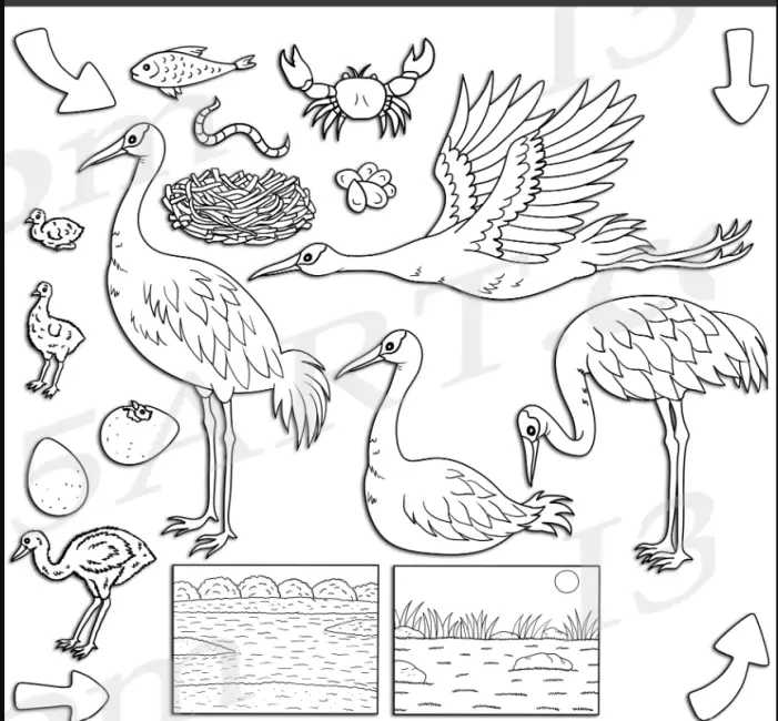 The Life Cycle of the Crane