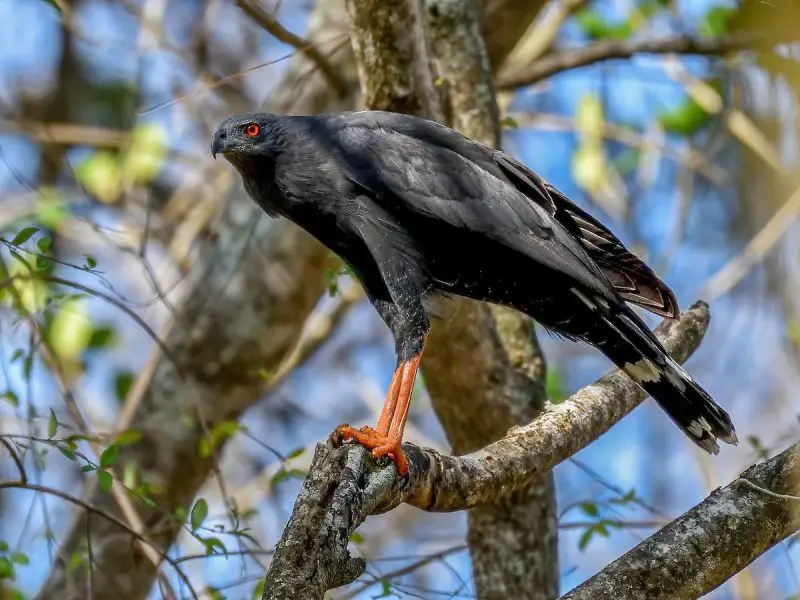 20 Hawks of North America and What’s on Their Menu
