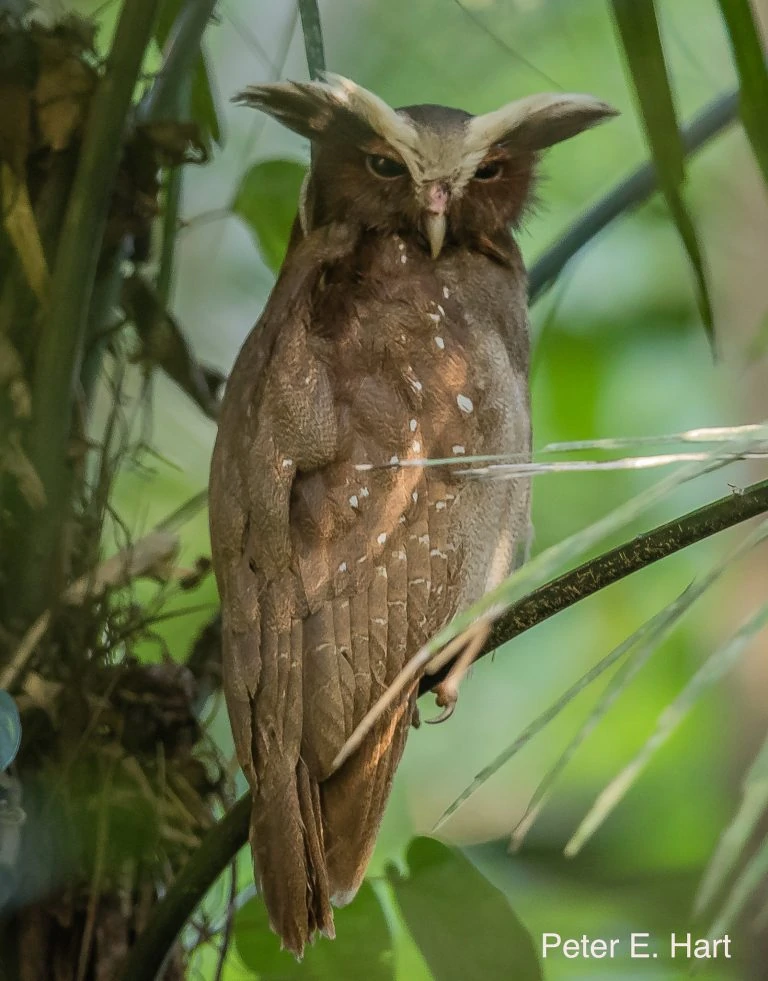 crested-owl-768x981-1-1