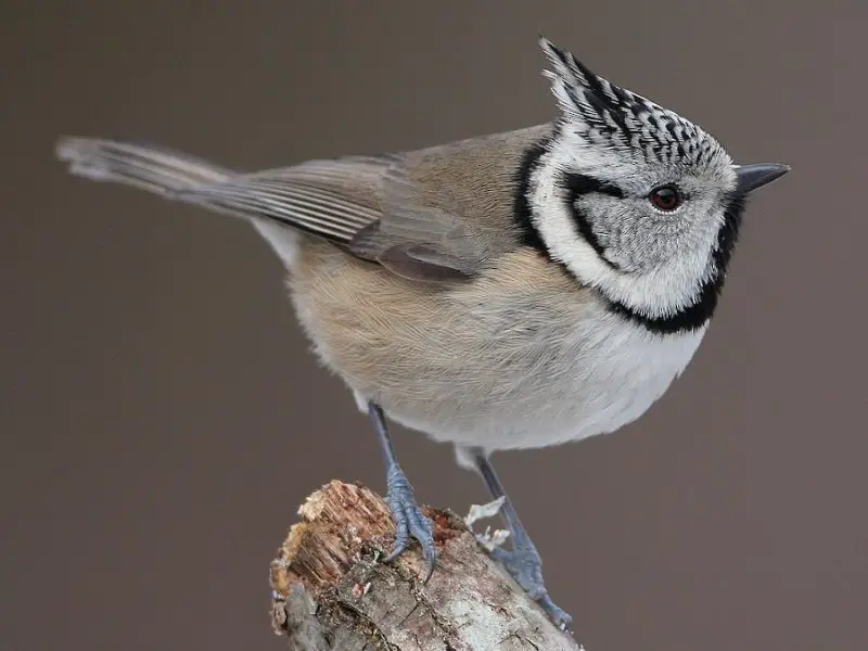 Crested Woodland Bird