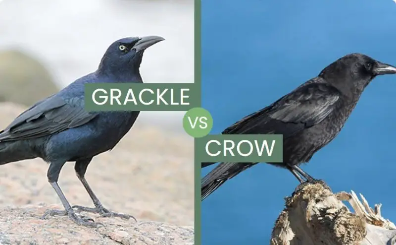 crow-vs-grackle-800x494-2 Crow vs Grackle