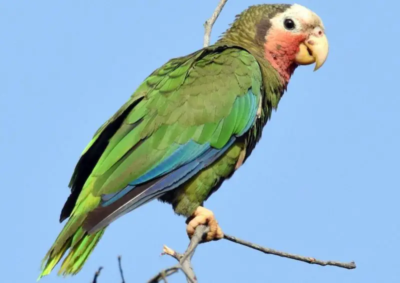cuban-parrot-800x566-1 Green Birds in Florida