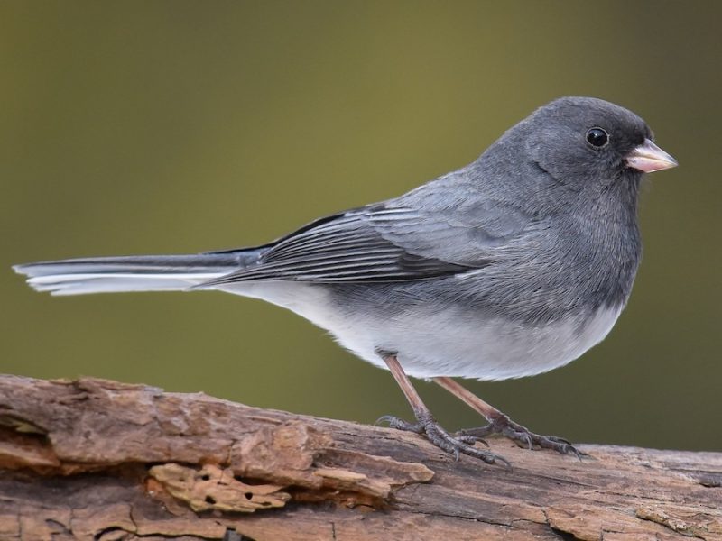 dark-eyed-junco-junco-hyemalis-800x600-1-4 Backyard Birds in South Carolina