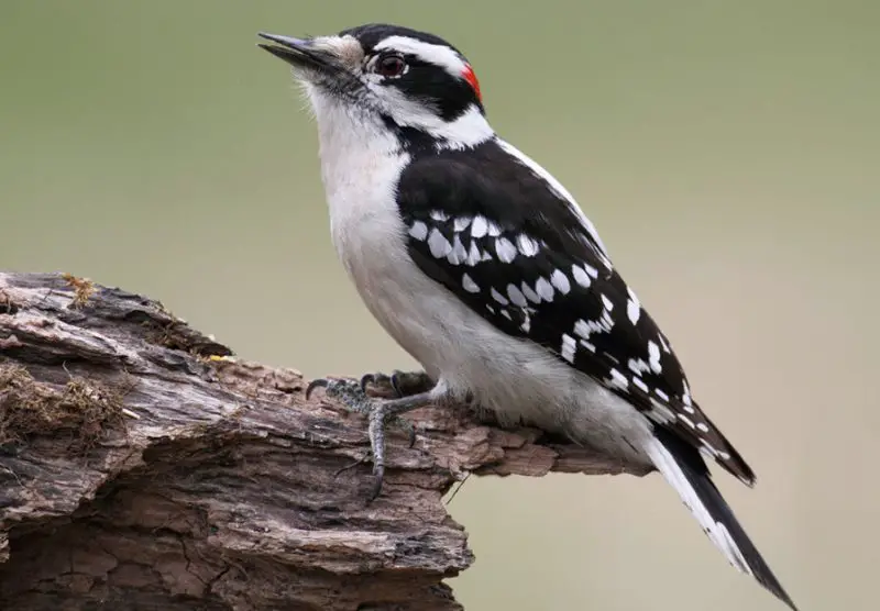downy-woodpecker-800x556-1 Common Birds in Pennsylvania
