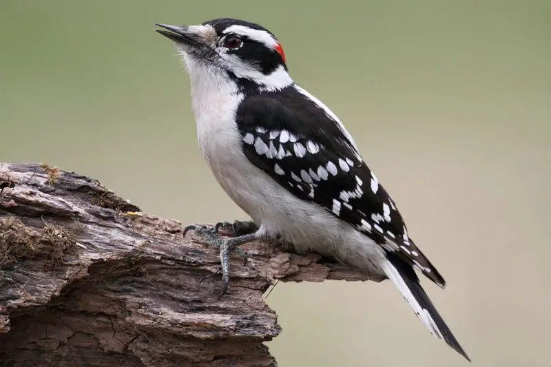 downy-woodpecker-picoides-pubescens-800x533-1-1 Common Birds in Indiana