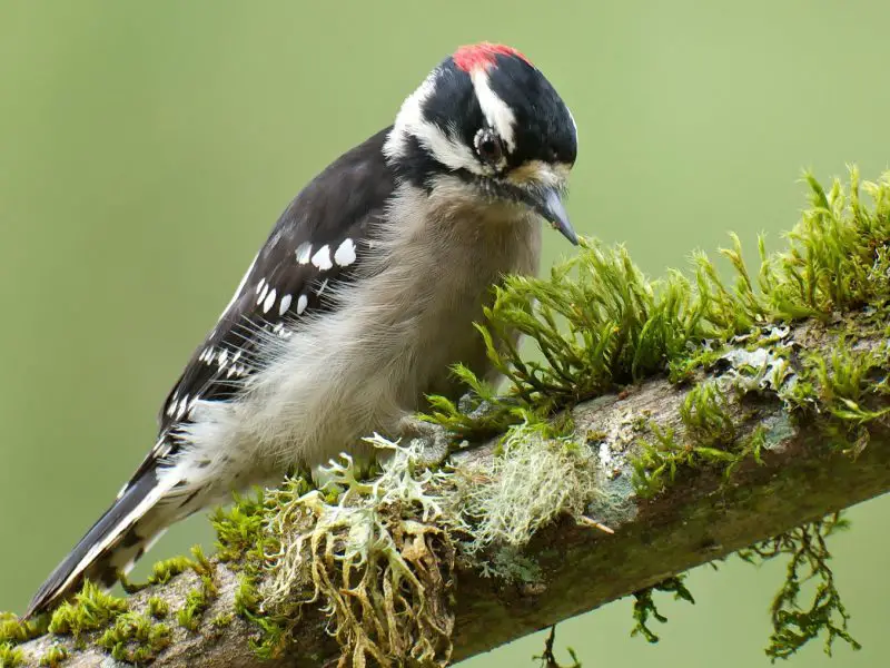 8 Most Striking Woodpeckers in California