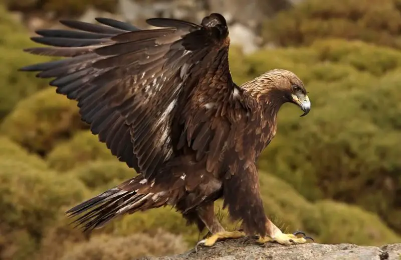 The Eagle Life Cycle: From Hatchling to Sky King